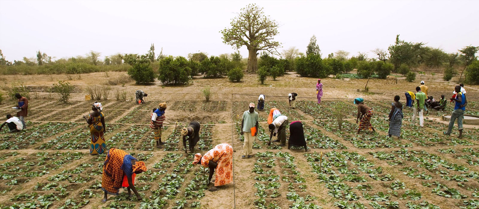 Impact at the Core of our Organizational DNA