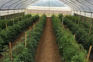 Investment into Agri-business in West Africa