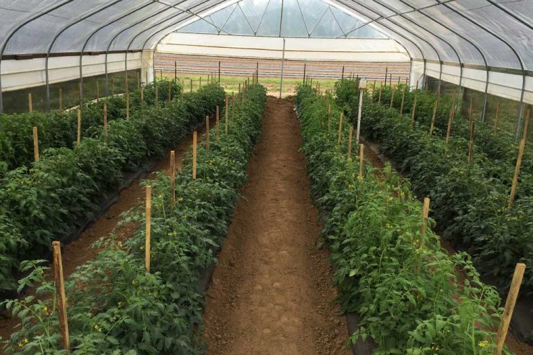 Investment into Agri-business in West Africa